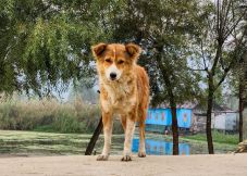 Veszettséget azonosítottak egy kutyánál Szatmár megyében