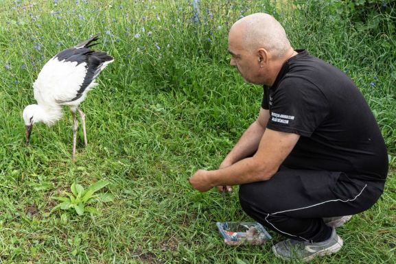 Gólyafiókákat nevelnek a kézdivásárhelyi állatmenhelyen