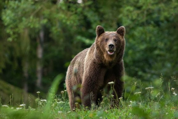 Nem elég a közösségi oldalon jelezni a medve jelenlétét, hívni kell a 112-es számot