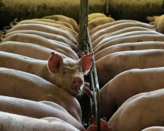 Több mint 600 állat bennégett egy sertéstelepen keletkezett tűzben