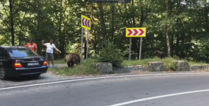 Két férfit támadott meg a medve, videóra vették az esetet