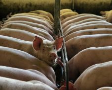 Több mint 600 állat bennégett egy sertéstelepen keletkezett tűzben