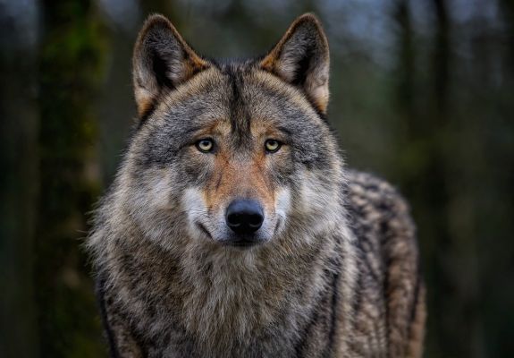 Hargita megye: év eleje óta 123 vadtámadást jelentettek