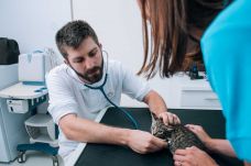 Az aszfalt égeti a tappancsukat, a lánc és kennel hőgutát okozhat – milyen a felelős kisállattartás kánikulában?