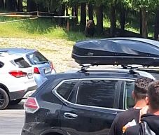 Aggasztó: medve ólálkodik a népszerű túraösvénynél – nem fél az emberektől