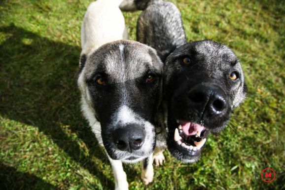 Ebsterilizálási akciót indítanak Szatmárnémetiben