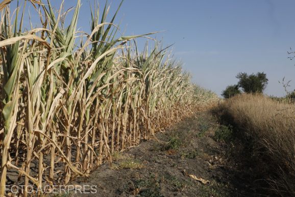 Aszálybiztosítási mechanizmust tervez a mezőgazdasági miniszter