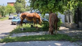 Szélmalomharc: nem szabadulnak a kóbor lovaktól Sepsiszentgyörgyön