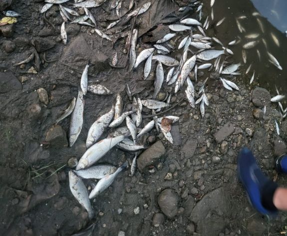 Kézzel fogták a csukát a Szeben folyóban – Szennyezés történt