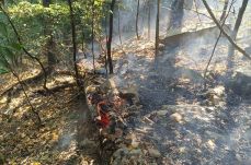 Ég az erdő a Zsil-völgyi természetvédelmi övezetben