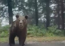 Medvével találkoztak a rendőrök a Transzfogarason (VIDEÓ)