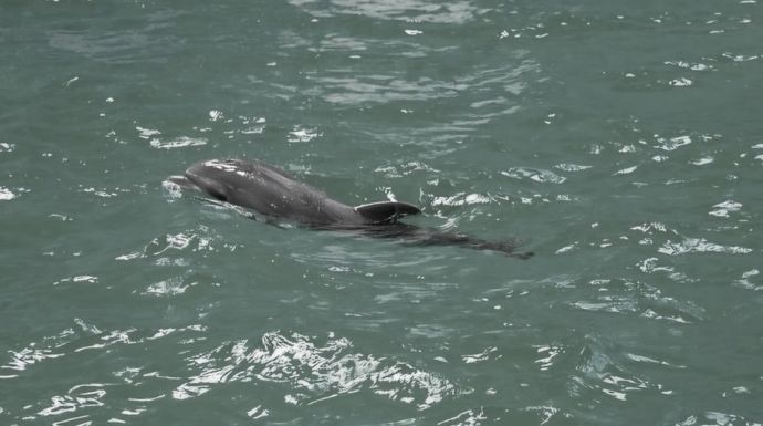 Elpusztult Baby, a fogságban született delfin