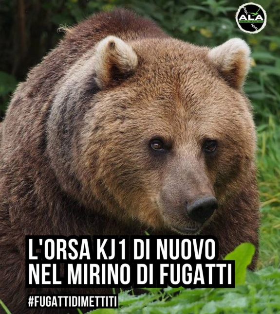 Olasz állatvédők Romániába költöztetnék a turistára támadó medvét