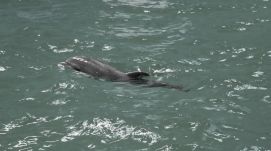 Elpusztult Baby, a fogságban született delfin