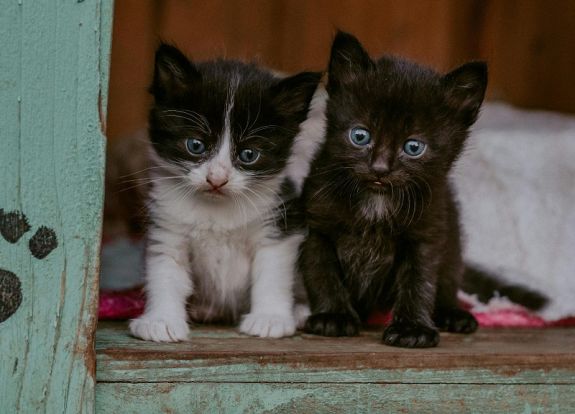 DNS-minták segítségével keresik, ki dobta ki a négy újszülött kiscicát a kukába