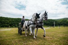 Rekordszámú lovasfogat vesz részt az oltszemi nemzetközi versenyen