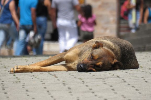 Halálos végkimenetelű állatkínzás miatt került őrizetbe egy 32 éves görgényi férfi