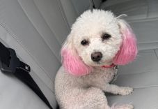 Elképesztő, mekkora jutalmat ígérnek egy elveszett kutyáért