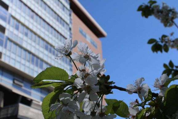 Szexuális zaklatási vádak: Ciolacu is megszólalt  