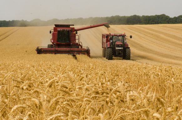 A tavalyinál is nagyobb lehet az idei búzatermés