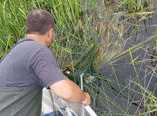 Kilószámra pusztultak el a halak a Bistreț-tóban