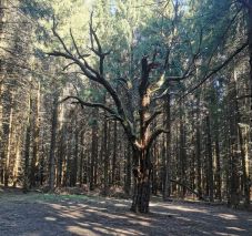 Kihívás sepsiszentgyörgyieknek: a városkörnyéki erdőkben fotózzák a „természet csodáit”