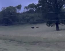 Kétbocsos anyamedve jár a mikóújfalusi temető környékén