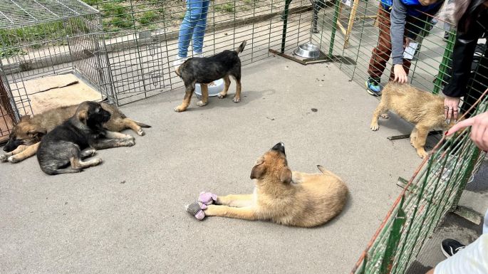 Befogják a kóbor ebeket Sepsiszentgyörgy utcáin