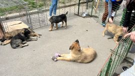 Befogják a kóbor ebeket Sepsiszentgyörgy utcáin