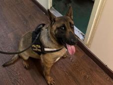 Csempészcigarettára bukkant a kutya