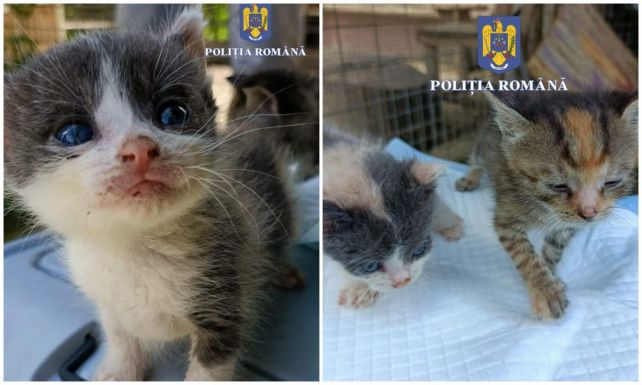 A szemetesbe dobott öt kiscicát, 12 ezer lejes bírságot kapott