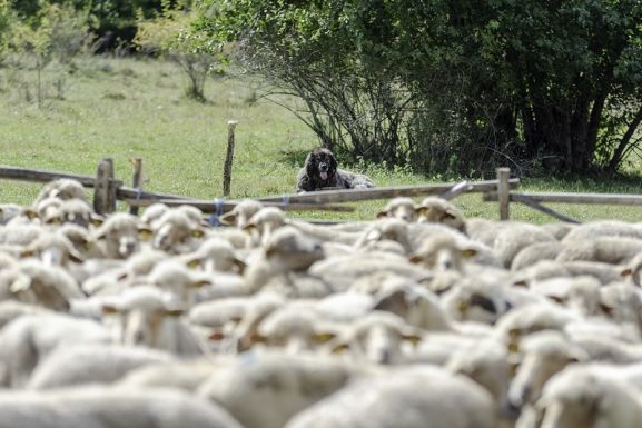 Figyelmeztetnek a hegyimentők: a völgyekbe terelik a nyájakat, óvakodni kell a pásztorkutyáktól