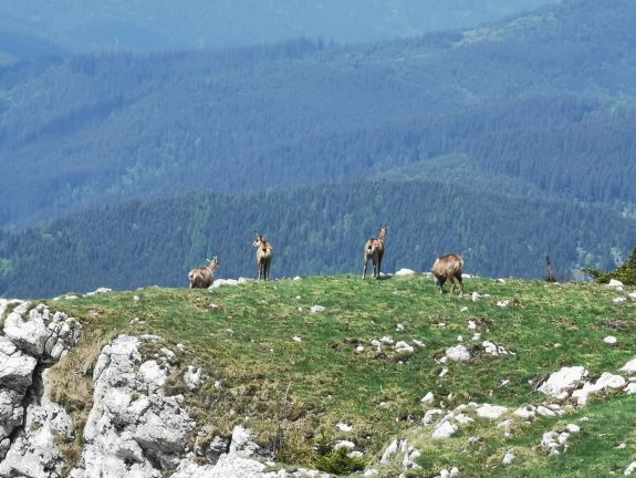 Hargita megye: megszámolták a zergéket, stabil az állomány