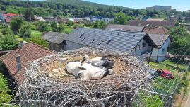 Gyűrűzik a Maros megyei gólyafiókákat (VIDEÓ)