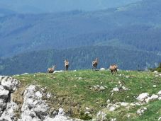 Hargita megye: megszámolták a zergéket, stabil az állomány