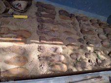 Negyvenöt világháborús aknavető gránátot fedeztek fel egy erdőben