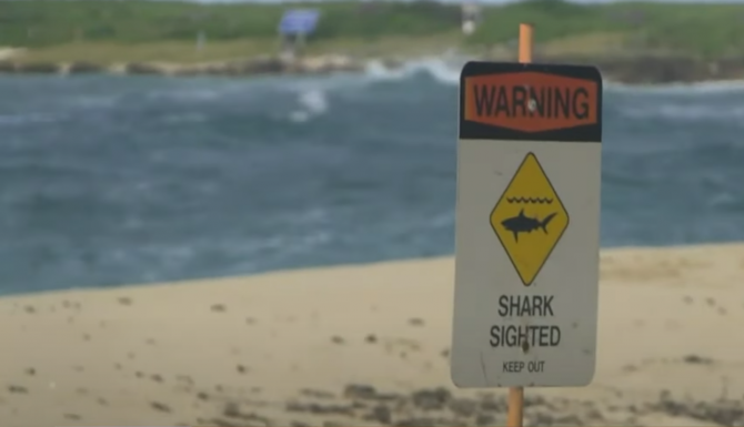 Cápatámadásban halt meg A Karib-tenger kalózai egyik színésze