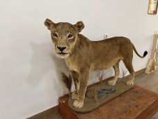 Élethű preparált oroszlán a Marosvásárhelyi Állatkertben