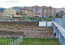 Tilosban legeltető juhász okoz bosszúságot a sepsiszentgyörgyi biciklizőknek