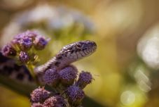 Hogyan előzzük meg a viperatámadást? Mit ne tegyünk semmiképp, ha megmar egy vipera?