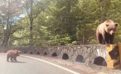 Elköltöztetik a Transzfogarasról a medvéket