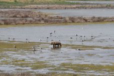 Jövő tavaszig több száz sakált lőnek ki a Duna-deltában