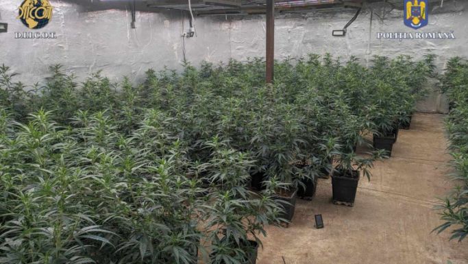 Letartóztattak hét drogkereskedőt – az Édes fű nevű online csoportban árultak