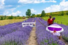 Levendula napot tartottak Kézdialmáson