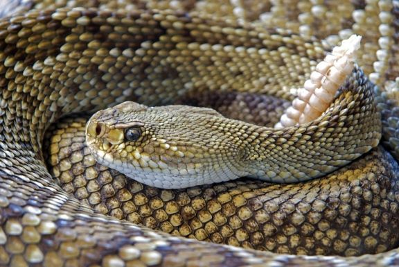 Viperákat és pitont mentettek egy lakásból – a tulajdonos tisztázatlan körülmények között meghalt
