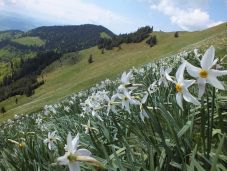 Súlyos balesetet szenvedett két turista a Radnai-havasokban található nárciszmező közelében