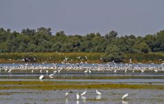 Az európai agrártámogatások károsak a Duna-delta élővilágára és közösségeire