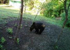 Medve jár a Kolozs megyei Bonchidán