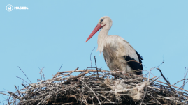 Erdély legjei: a csíkszentsimoni fehér gólyák