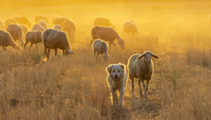 Pásztorkutya, avagy a kirándulók és a vadgazdák rémálma